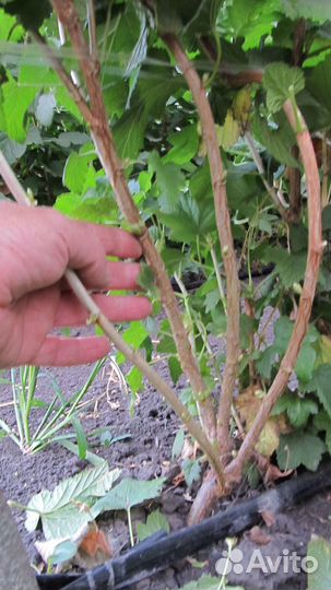 Саженцы черной смородины