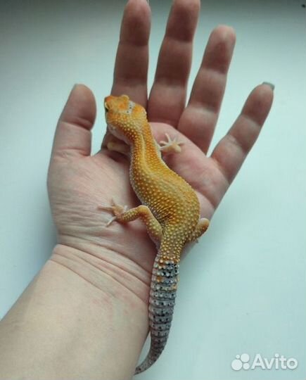 Пятнистый эублефар, леопардовый геккон, самка