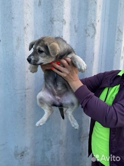 Щенок девочка