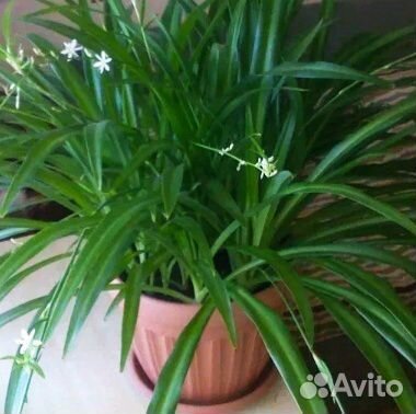 Хлорофитум