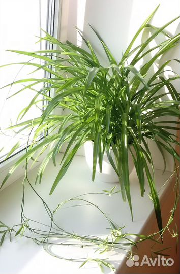 Хлорофитум в горшке-кашпо 2 штуки