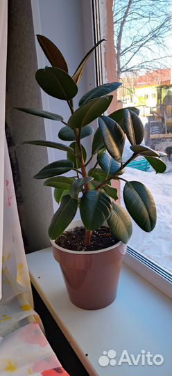 Комнатные цветы