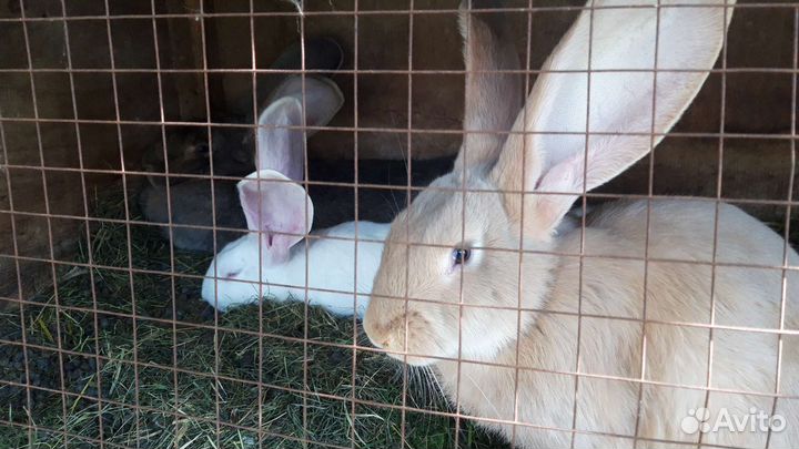 Крольчата