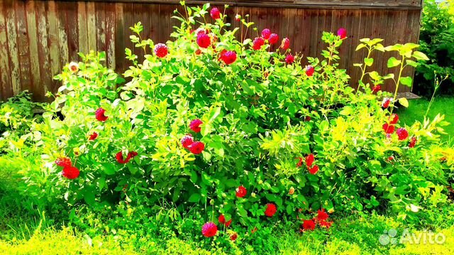 Вишня деревья