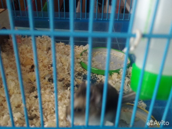 Хомячки девочки