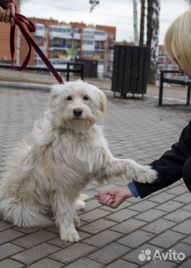 Собака в добрые руки