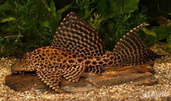 Сом птеригоплихт