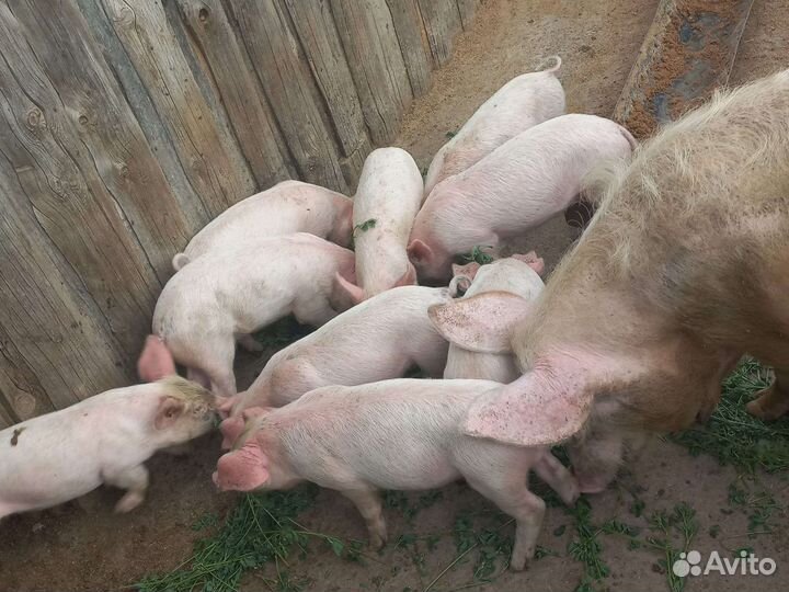 Поросенок ландрас