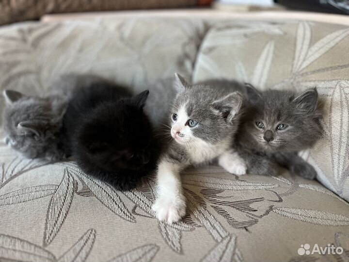 Котята от Британской кошки