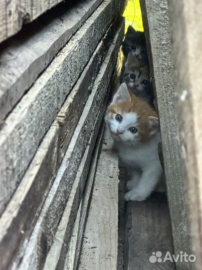 Котята в добрые руки