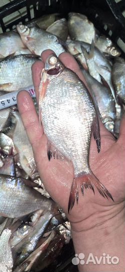 Азовская рыба свежемороженая опт