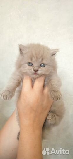Британские котята