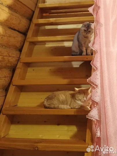 Кот/кошка на передержку