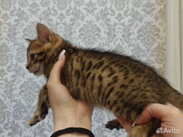 Бенгальские котята