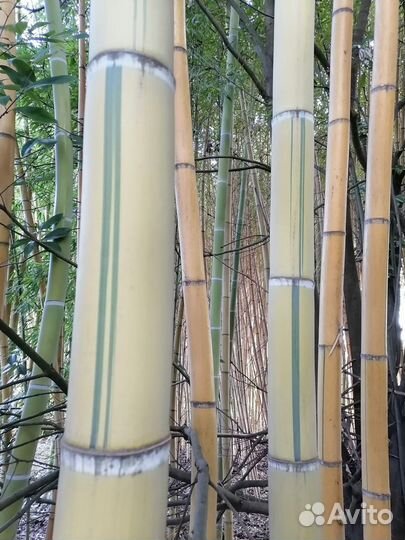 Саженцы бамбука(Phyllostachys Vivax Aureocaulis)