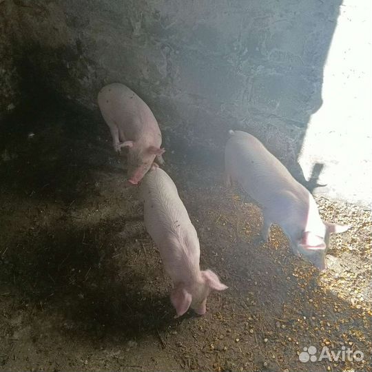 Поросята