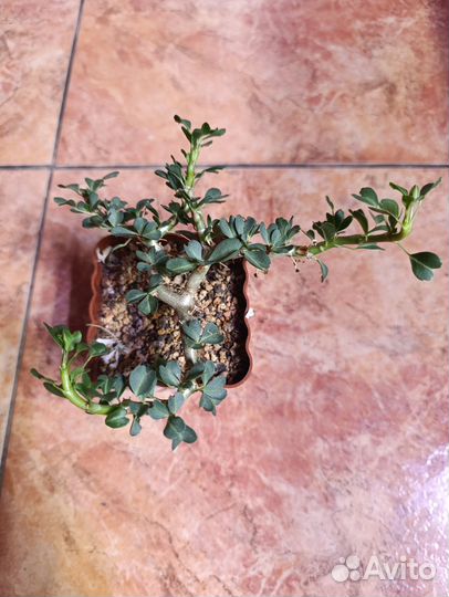 Sarcocaulonvandereziae, adenium PRS