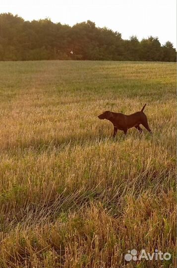 Немецкий курцхаар