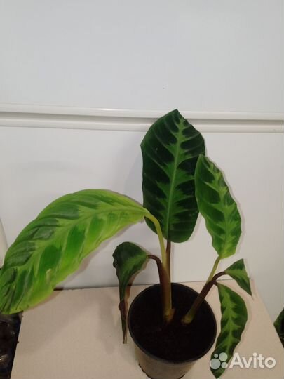 Калатея варшевича