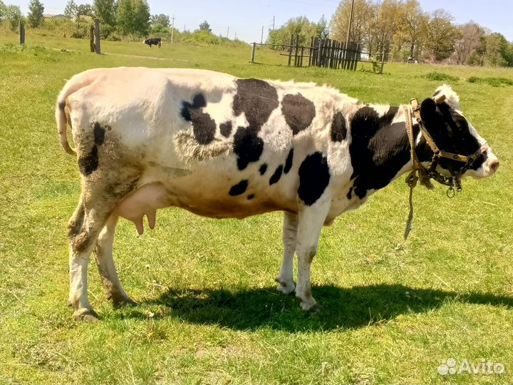 Продаю Телята 8шт.Коровы дойные 4шт