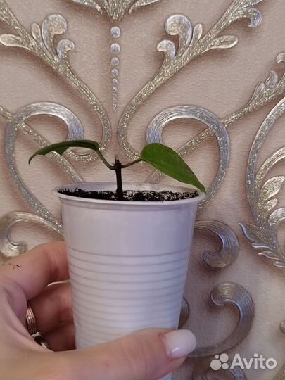 Клеродендрум Томсона, остался 1