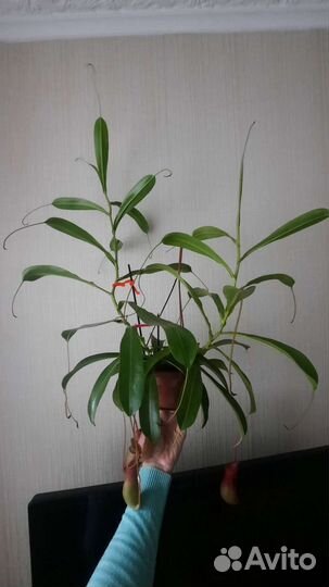 Мухоловка Непентес