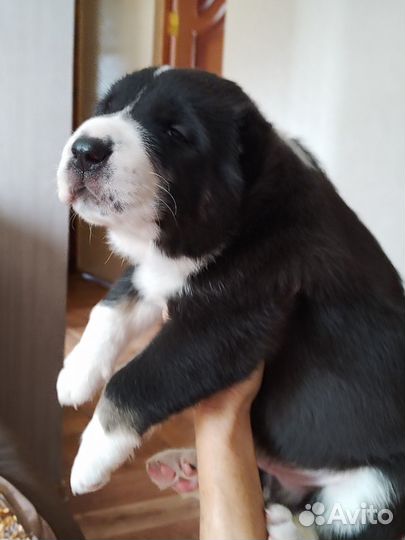 Щенки среднеазиатской овчарки