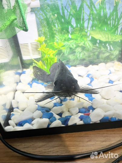 Сомик перевертыш