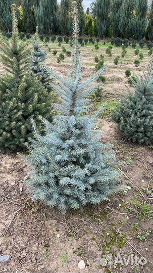 Хвойные растения Ель Туя Сосна