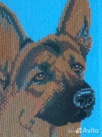 Жёлтые Собаки