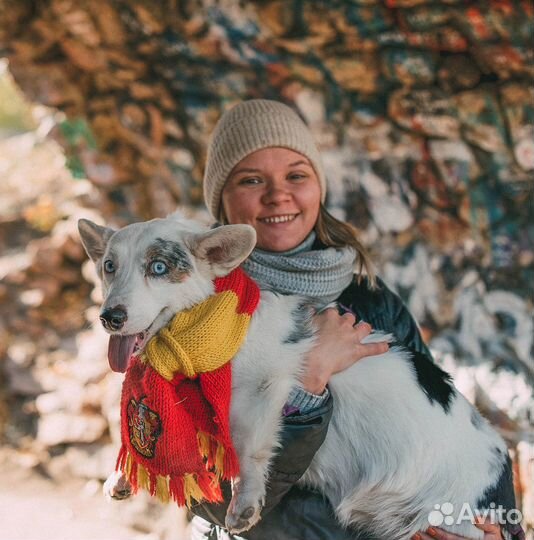 Дрессировка собак, Зоопсихолог, Кинолог - Онлайн
