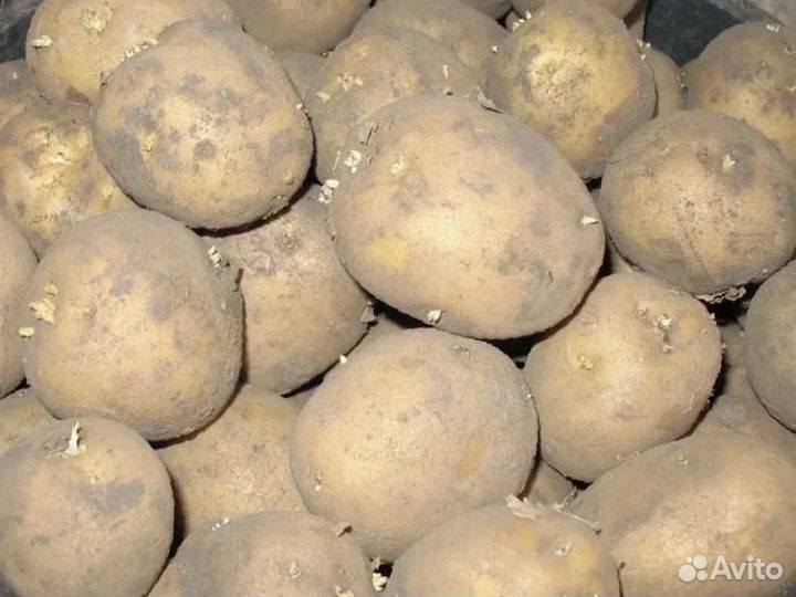 Семенной картофель