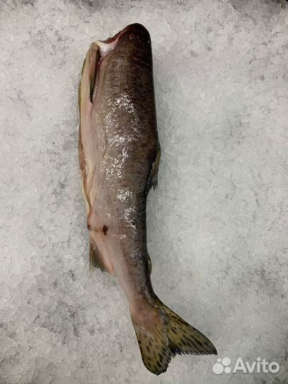 Горбуша с/м