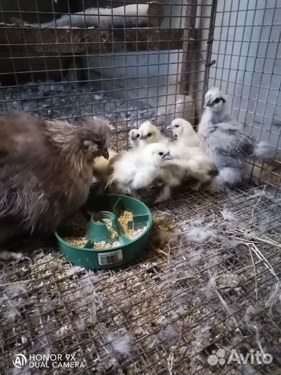 Китайские шелковые куры