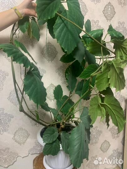 Тетрастигма