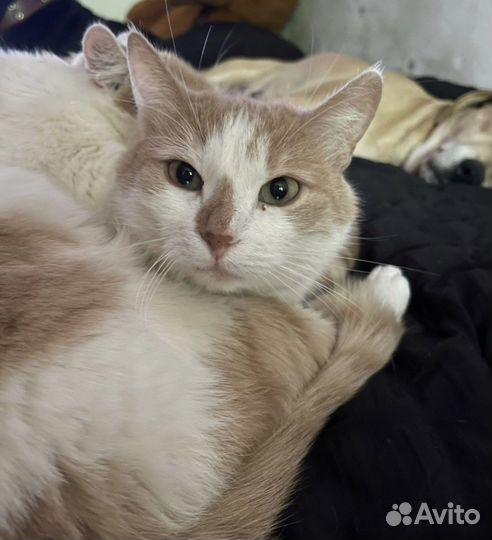 Отдам кота в добрые руки