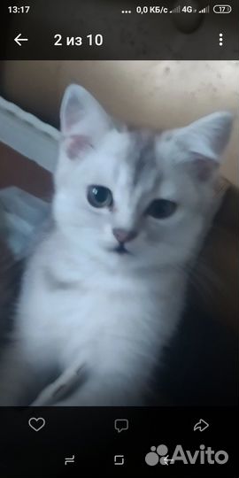 Шотландские котята