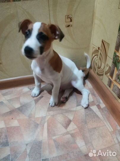 Джек Рассел терьер