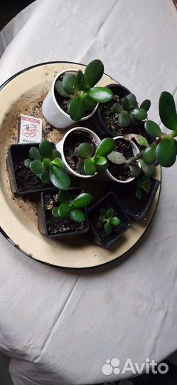 Толстянки большие и маленькие