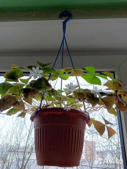 Домашние цветы