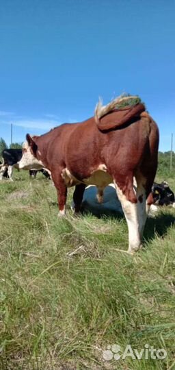 Быки на племя