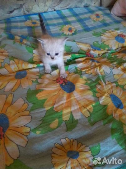 Британские котята