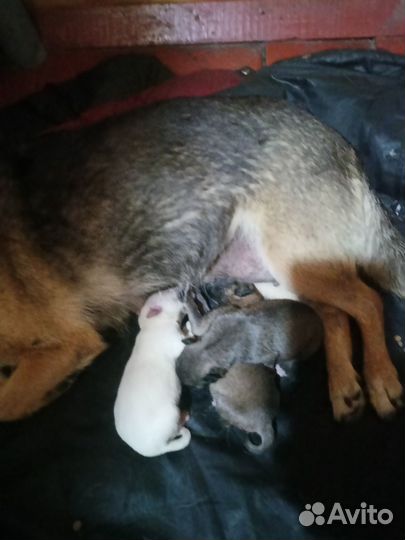 Отдам в добрые руки