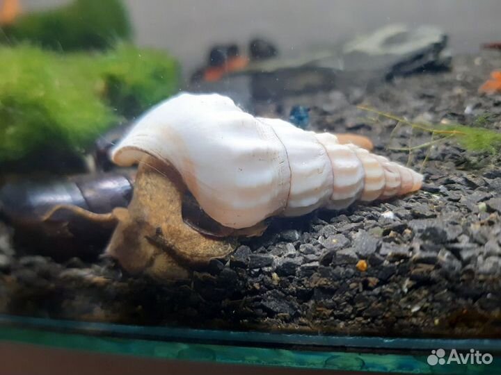 Рыбка Тернеция гло фиш