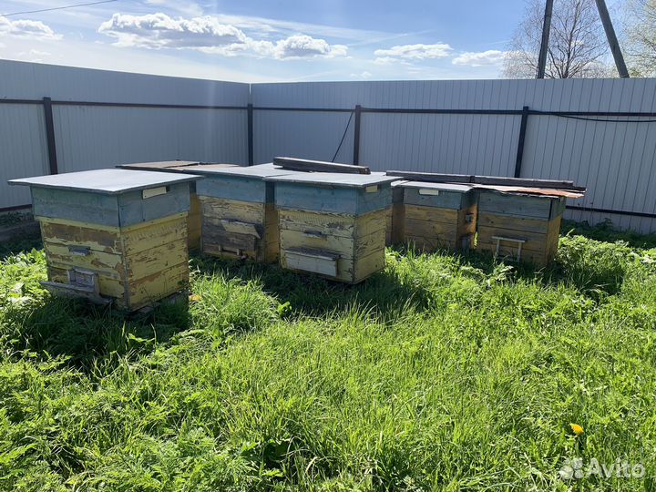 Пчелиный улей