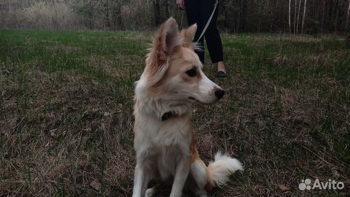 Собака в добрые руки