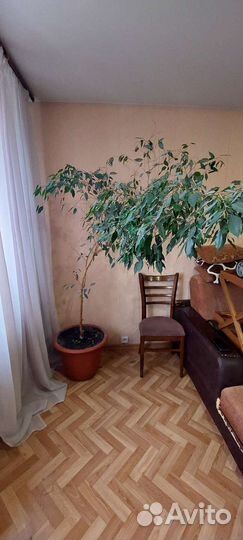Фикус бенджамина большой