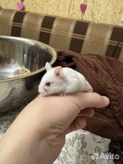 Ручной хомячок