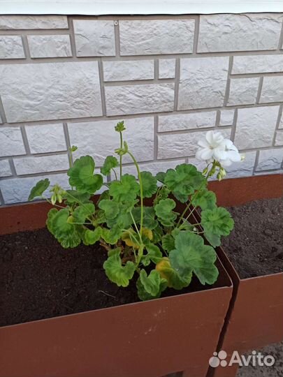Пеларгония герань