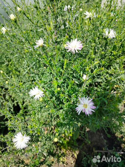 Продам цветы. Флоксы, серебрянка, эхинацея